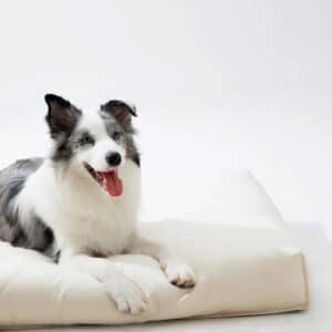 Dog bed