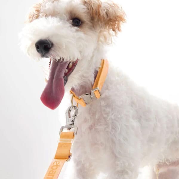 peach 1 b50f3be2 2c4e 4d29 b08e 35eba4b2aa2f